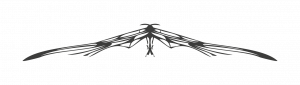 Finkelstein Design